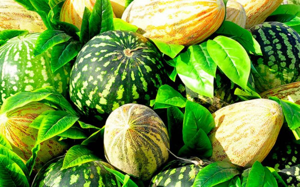 Qarpız və yemişin monitorinqi oldu