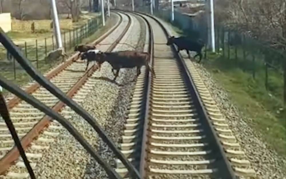 Qatarın qarşısına 54 dəfə qəfil heyvan çıxıb