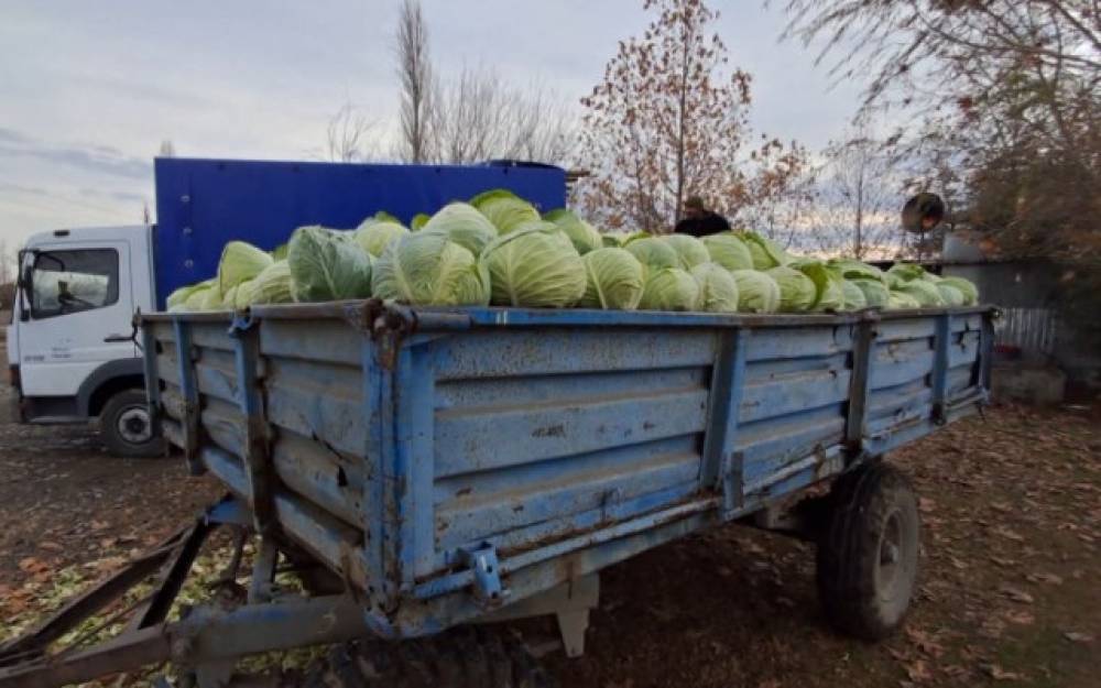 Kələm bol, alıcı isə yox - Fermerlər çarəsizdir (VİDEO)