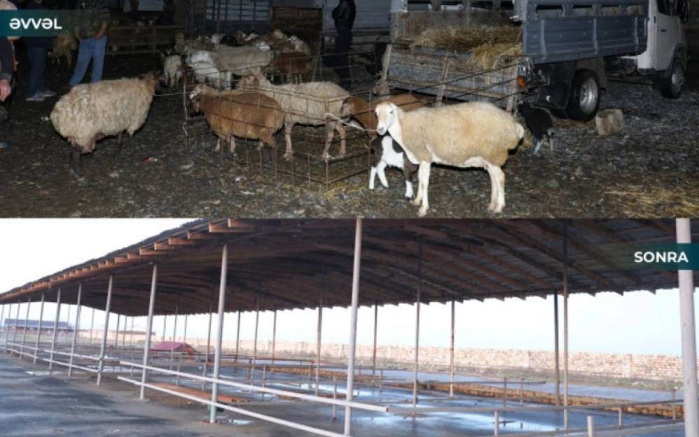 Biləsuvar heyvan bazarı yenidən fəaliyyətə başladı