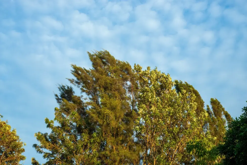 Küləkli hava şəraiti ilə bağlı sarı xəbərdarlıq verilib