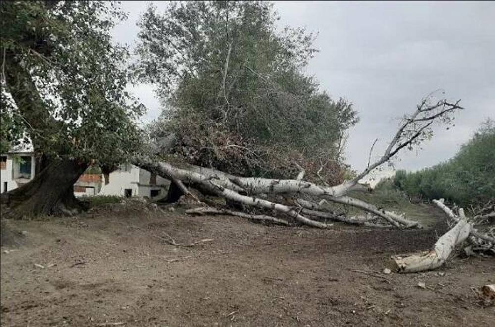 Mingəçevirdə ağaç aşaraq yolu bağladı