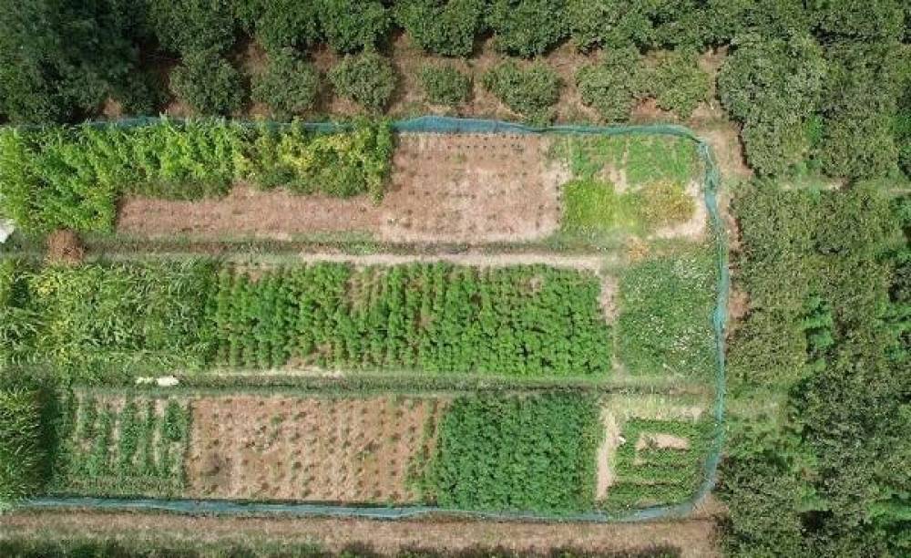 Balakəndə narkotik plantasiyası aşkarlandı