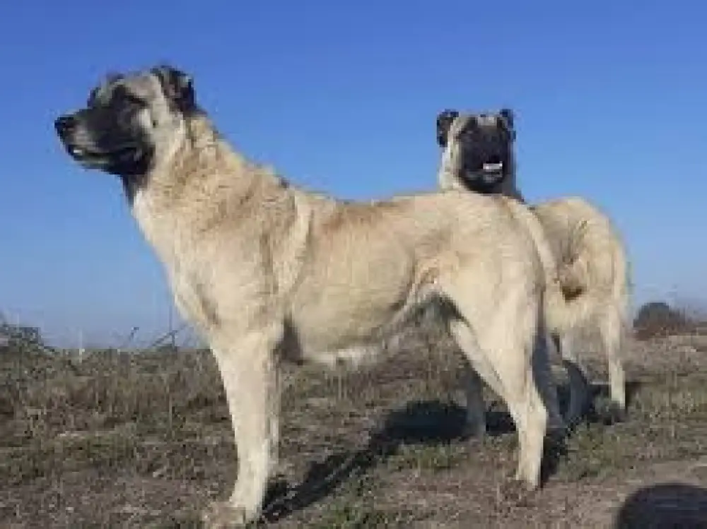 Çoban iti 83 yaşlı kişini parçalayaraq öldürdü 