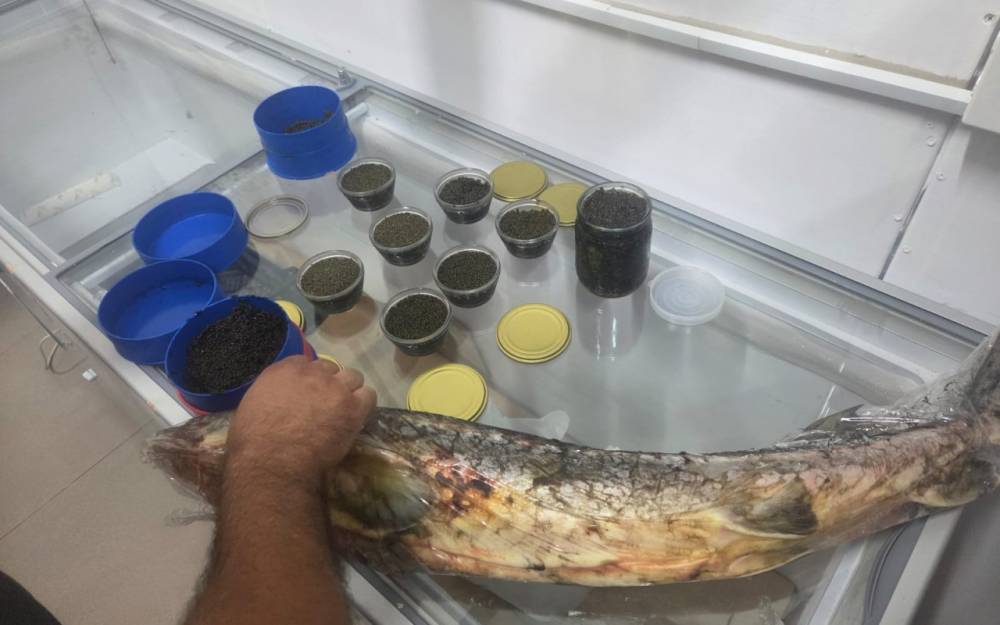 Qanunsuz nərə balığı və kürüsü satan şəxslərlə bağlı reydlər davam edir